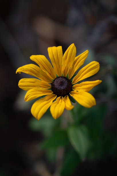 istock Rudbeckia yellow coneflower 2184471511