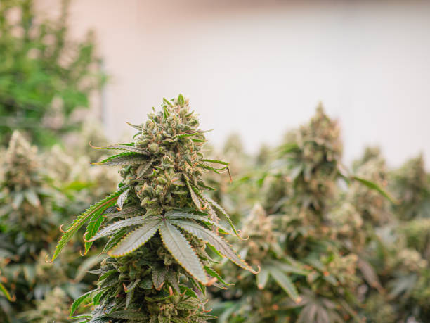 istock Cannabis plant ready for harvest in a greenhouse. 2184473207