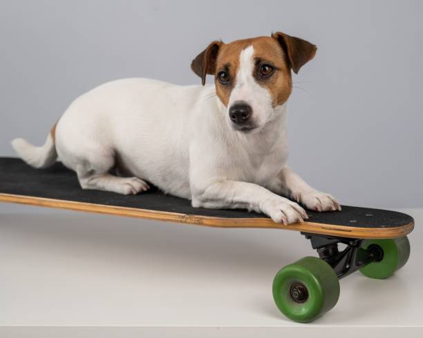 istock Dog jack russell terrier posing on a longboard in front of a white background. 2184474268
