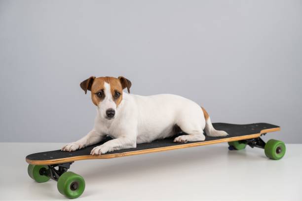 istock Dog jack russell terrier posing on a longboard in front of a white background. 2184474333