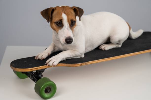 istock Dog jack russell terrier posing on a longboard in front of a white background. 2184474382
