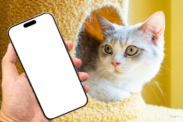 istock Home life with a pet. 2184476116