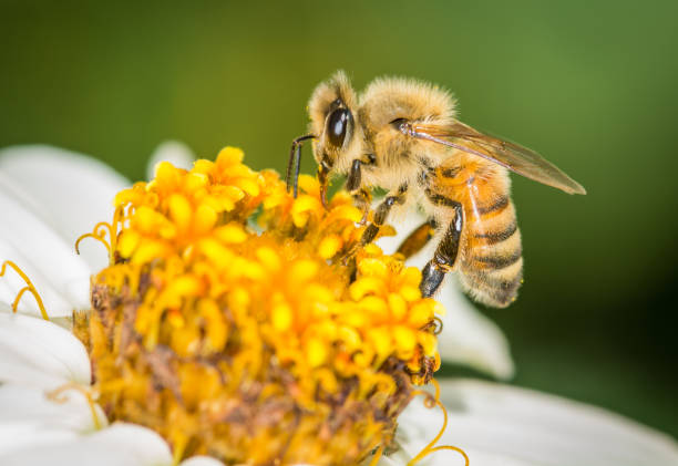 istock Honey Bee collecting nectar from flower 2184478217