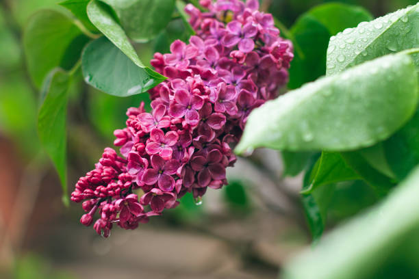 Lilac Branch with Dew Drops in Spring at Daytime After Rain - Close-Up, Selective Focus. Violet Spring Flowers with Soft Aroma. Spring and Summer Gardening. Lilac Blossom. Purple Lilac Bush