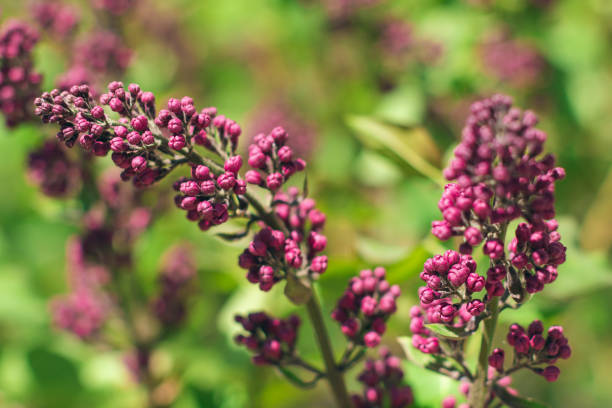 Lilac Branch Blooms in Spring at Daytime - Close-Up, Selective Focus, Soft Bokech. Violet Spring Flowers with Soft Aroma. Spring and Summer Gardening. Lilac Blossom. Purple Lilac Bush