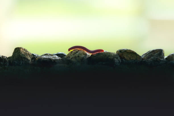 my other earthworms pictures: