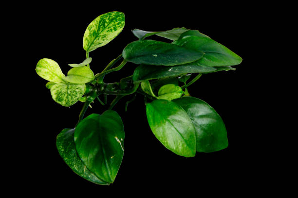 istock Anubias Pinto (Anubias barteri var) aquarium plants isolated on black background with clipping path 2184483745