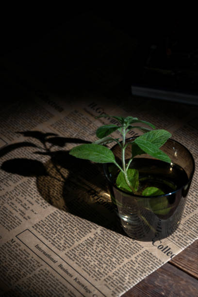 Mint on newspapers in low light conditions