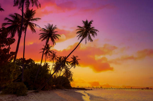 istock Summer with sunrise scene with  palm trees background as texture frame background 2184487584