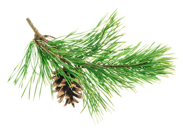 istock Conifer pine tree cone. coniferous twigs with fir needle foliage. pine isolated. Medicinal plants. New Year. Green decor 2184488597