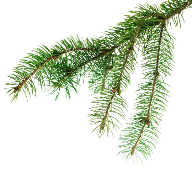istock Fir tree branch. Green spruce branch as natural evergreen decoration element for banner. Isolated. Forest 2184488709