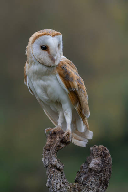 istock Beautiful Barn owl (Tyto alba) sitting on a branch at a pasture looking for prey. 2184489140