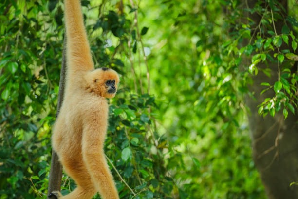 istock common gibbon or white-handed gibbon on tree 2184491559