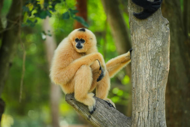 istock common gibbon or white-handed gibbon on tree 2184491582