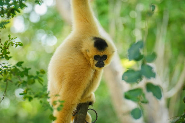 istock common gibbon or white-handed gibbon on tree 2184491588
