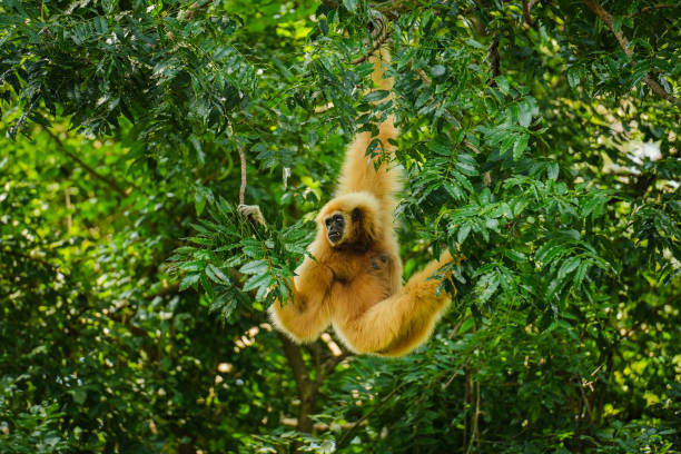 istock common gibbon or white-handed gibbon on tree 2184491598