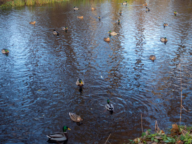 istock ducks in water in autumn day 2184491726
