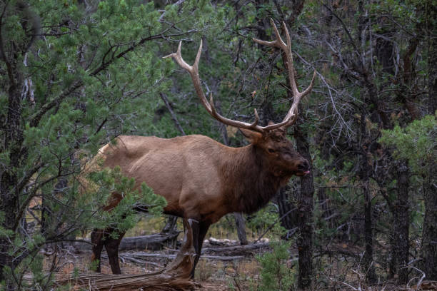 istock Rocky mountan elk with large antlers. Standing in Pine Forest. 2184492245