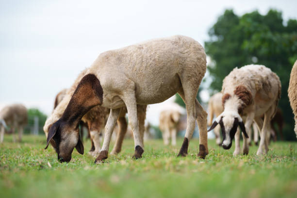 Sheep in a green field in the north east of England