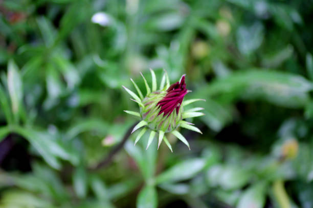 A cute little flower bud