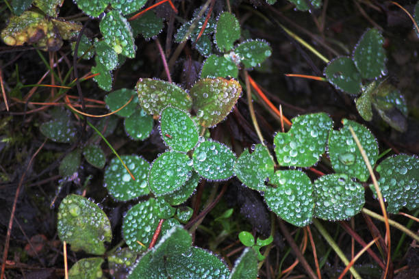 Small fresh raindrops on small green clovers