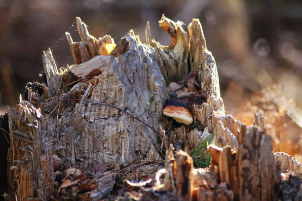 Fomitopsis pinicola mushrooms