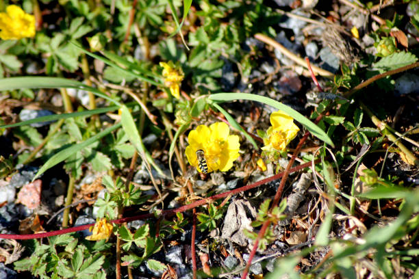istock A yellow flower with an little wasp on it 2184494568