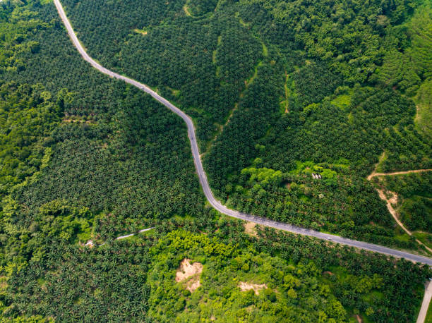 istock Aerial view Tropical Rainforest trees mountains,Top view green forest background 2184494997