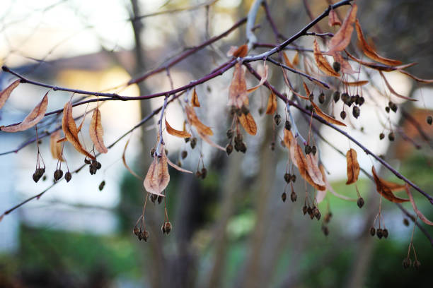 Flying seeds suspended from a leaf parachute held in an adult hand. These are seeds from a small leaved lime tree (linden, basswood, Tilia cordata). Surrounding one of the seeds are the shrivelled anthers from the lime tree flower.