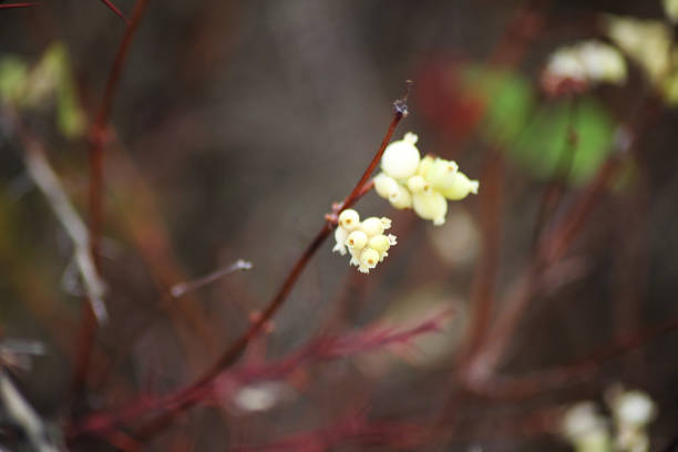 istock A bunch of common snowberries 2184495960