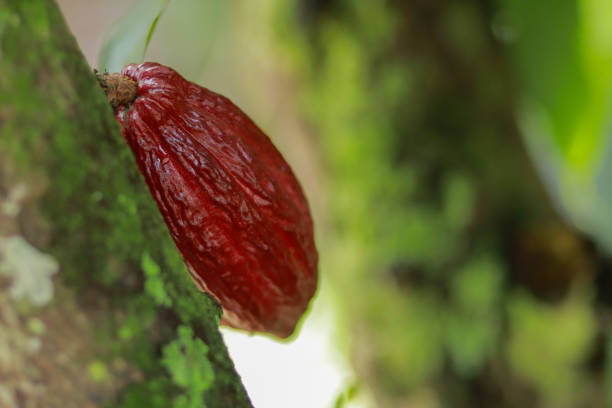 Red cocoa fruit still attached to the moss-covered cocoa tree trunk