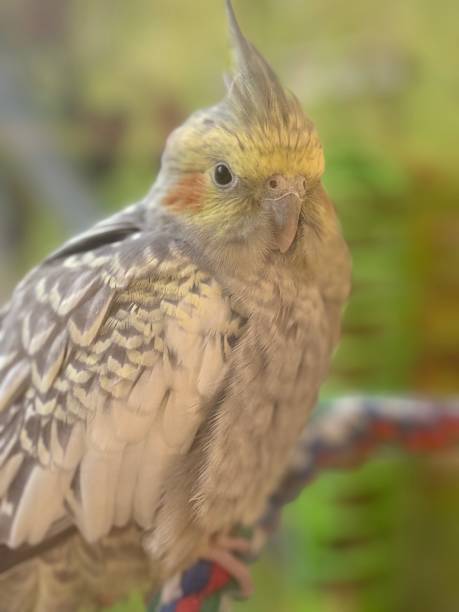 istock Regal Crest: A Cockatiel's Contemplative Moment in Golden Light 2184496877