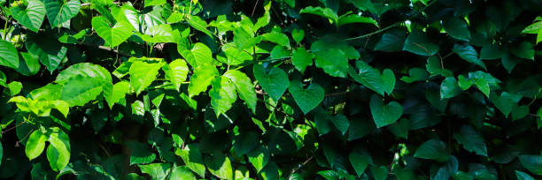 istock piles of leaves exposed to sunlight form a beautiful background 2184497366