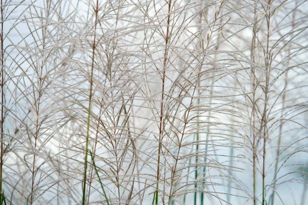 Delicate and Ethereal Grass Stems with Soft Focus in Natural Light, Creating a Serene and Tranquil Atmosphere for Nature and Landscape Photography Themes