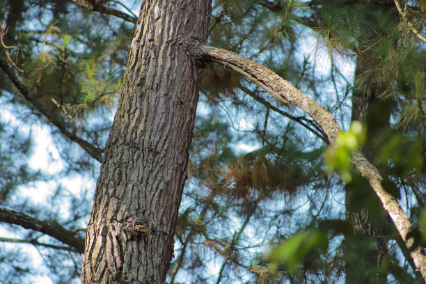 istock pine trees in the middle of a dense forest 2184497769