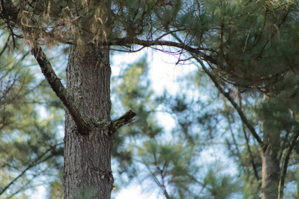 istock pine trees in the middle of a dense forest 2184497789