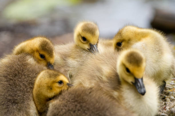 istock Canada goose chicks close-up. Young birds in natural surroundings. 2184501694