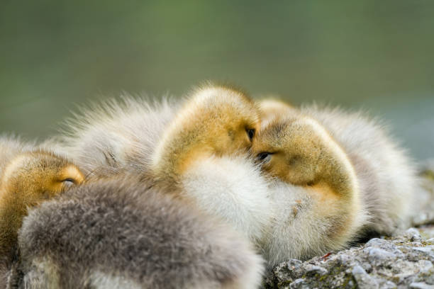 Adorable group of yellow and grey goslings resting closely on a grassy field. Close-up of cute baby geese in sunlight, showing fluffy feathers and sweet expressions, ideal for spring and countryside imagery.