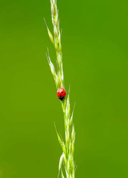 Red ladybug in nature against a green background.