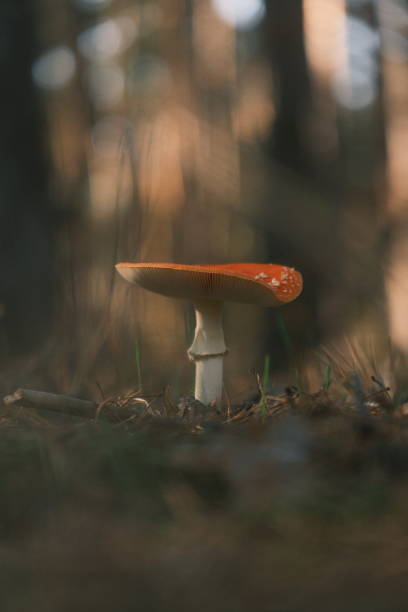 istock Lone Mushroom in the Forest 2184502334