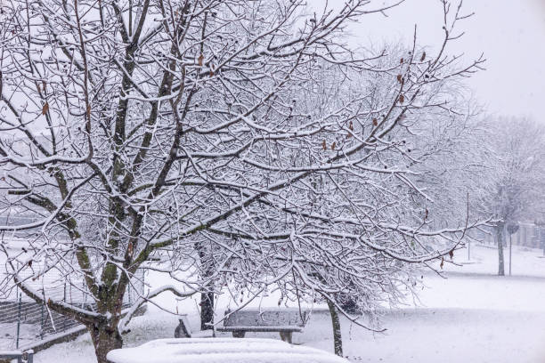 istock Snow covered trees in serene winter landscape. World Snow Day. 2184503589