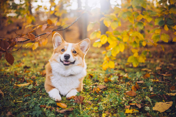 istock Happy corgi resting on the grass surrounded by autumn leaves in a serene park setting 2184503855