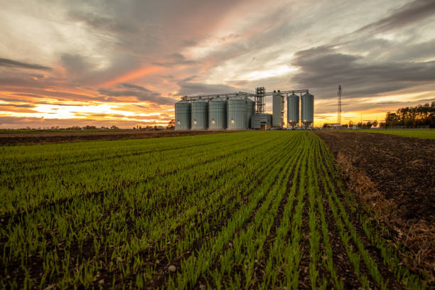 istock Agricultural Silo Towering over Farm Field at Sunset 2184506062