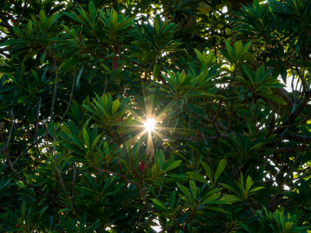 istock Sunlight shining through the gaps in the trees. 2184506364