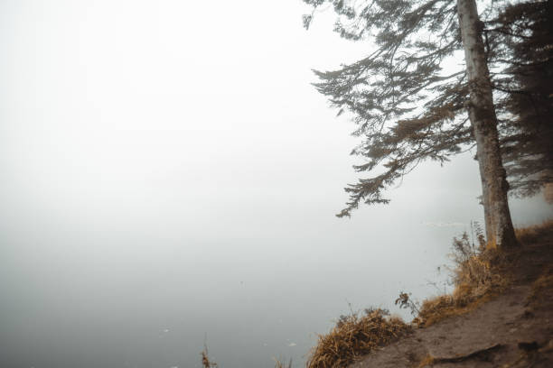Tranquil Scene of Misty Lake with a Pine Tree\nLocation:  Bolu, Golcuk National Park, Turkiye