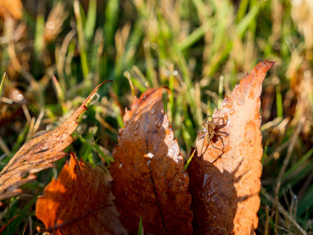 Photographed on a deep autumn morning
