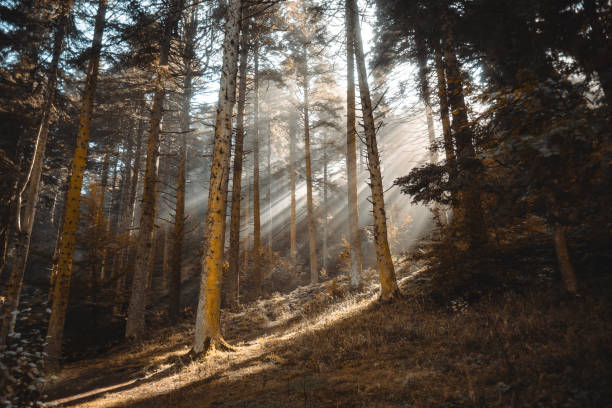 Rays of sunlight in a misty autumn forest from sweden nature