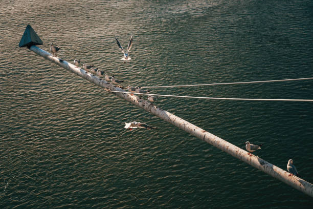 Group of seagulls on horizontal boom, selective focus