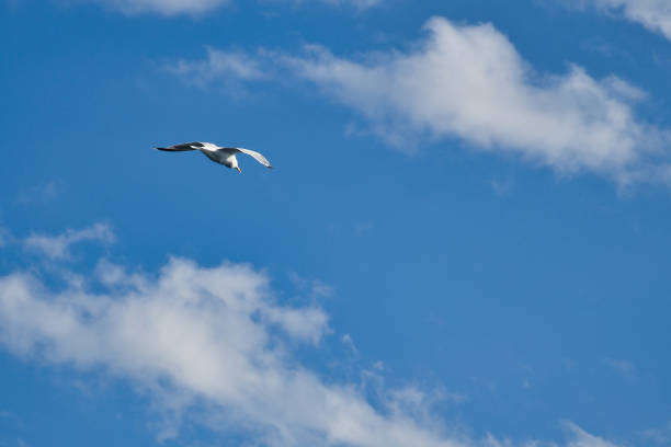 Seagull flying in the sky. White clouds in the background. Bird from the coast. Animal photo from nature of a seagull
