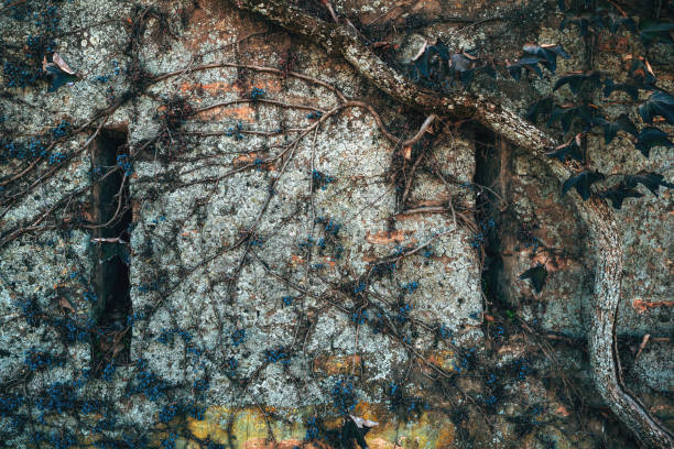 Old creeper plant growing against worn ruined brick wall in autumn